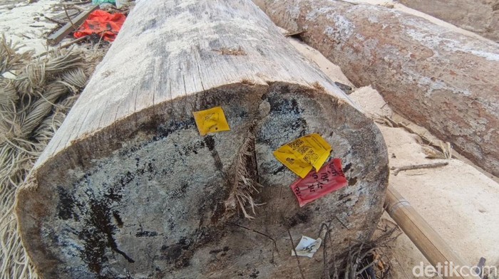 Label Kementerian Kehutanan ditemukan di kayu terdampar di lampung (Foto: detiknews.com)