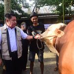 Prabowo Salurkan 18 Sapi Kurban untuk Sumsel, Herman Deru Pastikan Tepat Sasaran bagi Mustahik