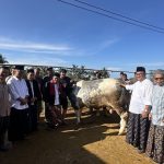 Bupati Wonosobo Serahkan Sapi Kurban Presiden RI Berbobot Lebih dari Satu Ton di Kepil
