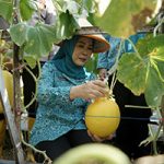 Feby Herman Deru Panen Melon Binaan PKK OKU, Dorong Ketahanan Pangan dan Ekonomi Masyarakat