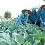 Ketua TP PKK Sumsel Feby Herman Deru Dorong Pemanfaatan Lahan Irigasi untuk Tingkatkan Ekonomi Keluarga   