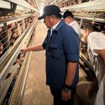 Herman Deru Dampingi Kepala Staf Kepresidenan Tinjau Peternakan Ayam Petelur di Banyuasin   