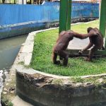 Dua Orangutan Serulingmas Zoo Banjarnegara Bersiap Dilepasliarkan ke Hutan Kalimantan